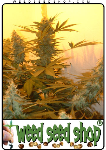 kaufen Haze 19 x Skunk